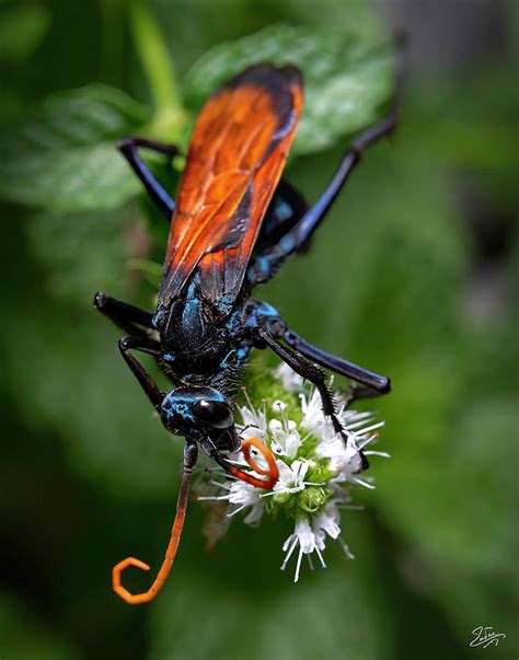 Tarantula Hawk Wasp 5 Photograph by Endre Balogh