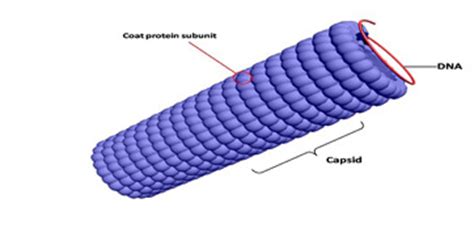 Capsid: Definition, Function & Structure - Video & Lesson Transcript ...