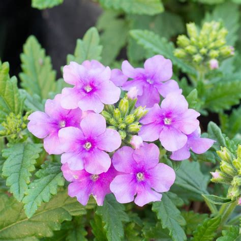 Understanding Verbena Differences: A Guide To Different Types Of Verbena