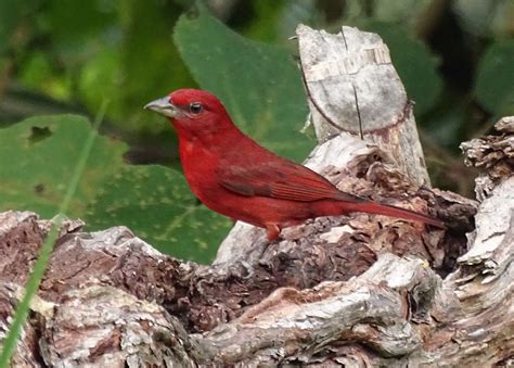 Hepatic Tanager by David Ferguson - BirdGuides