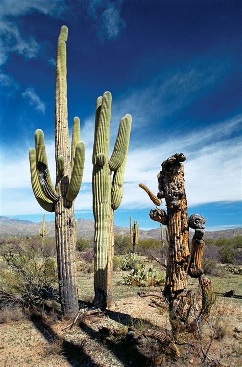 Saguaro National Park | Desert, Cacti, Wildlife | Britannica