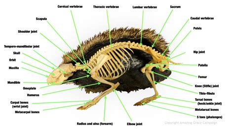 Anatomy – Grace The Hedgehog