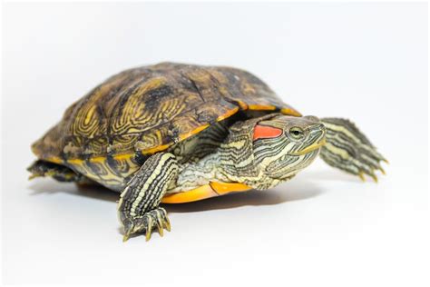 Are Red Eared Slider Turtles Pets?