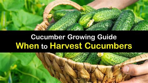 Cucumber Growing Guide - When to Harvest Cucumbers