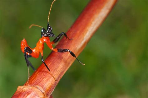 The Master of Camouflage: The Malaysian Orchid Mantis