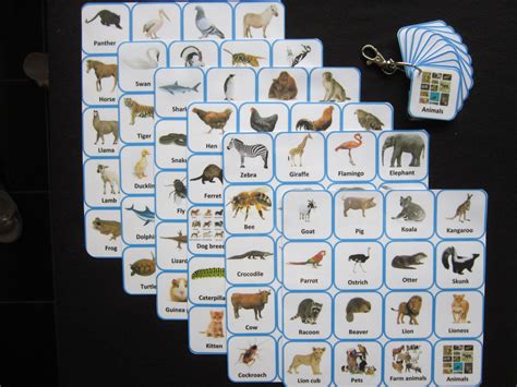 Animal Picture cards Autism/ADHD/Visual Communication Aids/PECS/SEN ...