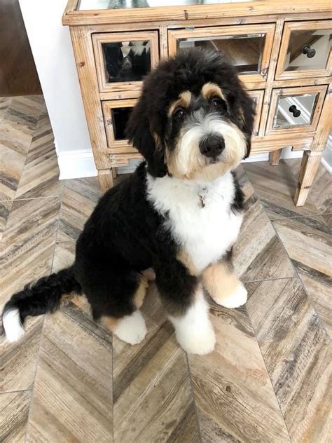 Bernedoodle haircut ideas | Dog haircuts, Bernedoodle puppy, Bernedoodle