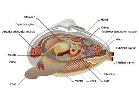 mollusks - Google Search | Molluscs, Mollusk, Marine biology