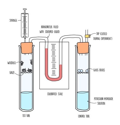 Respiration AQA — the science sauce