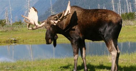 Discover the Largest Moose Ever Caught in Alaska - A-Z Animals