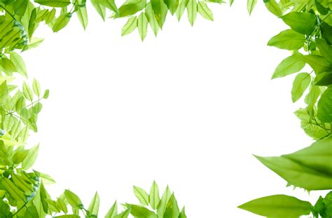 Leaf border png, Leaf border png Transparent FREE for download on ...