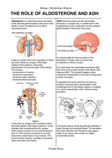 (PDF) Aldosterone and ADH Function in the Kidney | Phoebe Rivory ...