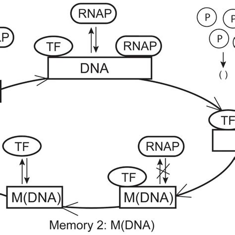 Regulatory network of a single gene. Regulatory mechanisms of gene ...