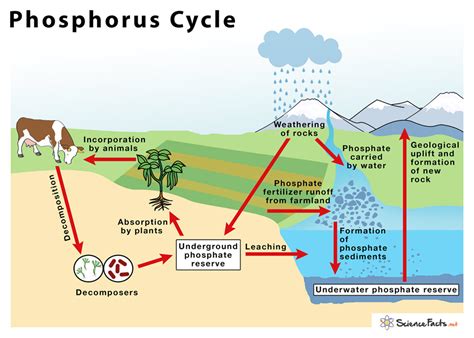 Consider the following statements regarding the Phosphorus Cycle: 1 ...