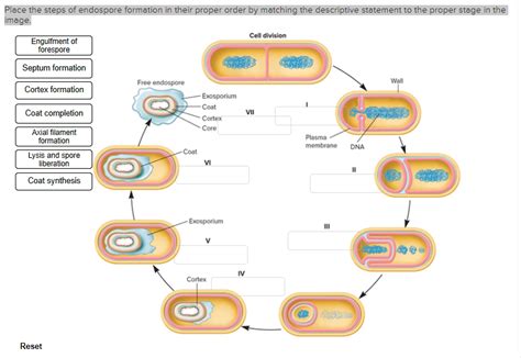 Solved Place the steps of endospore formation in their | Chegg.com