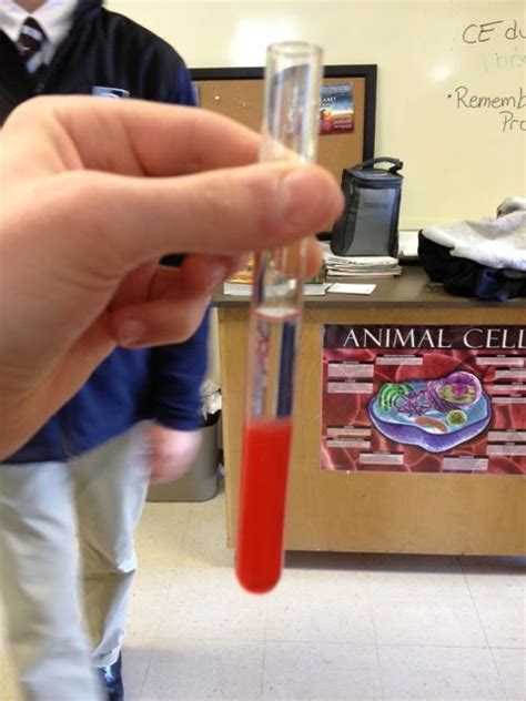 The Very Exciting Biology Blog: Strawberry DNA Extraction Lab