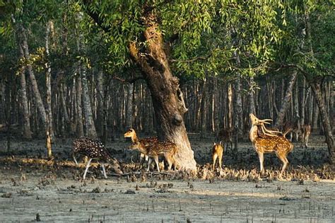 [2023] Sundarban Mangrove Forest - Beauty, Mystery, Dangers ...