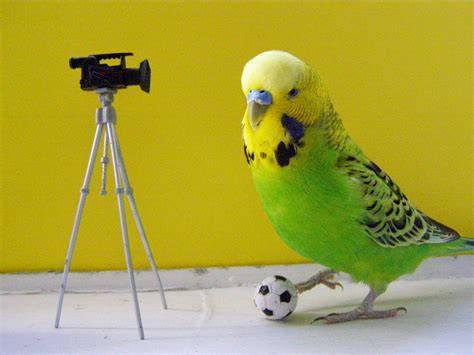 Funny Budgies Nice Pictures 2012 | Funny Animals