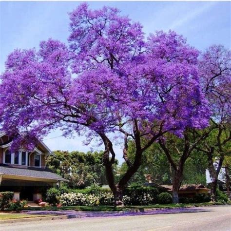 Paulownia Sadzonka Cesarskie Drzewko Szczęścia Niska Cena, Plumeria.pl