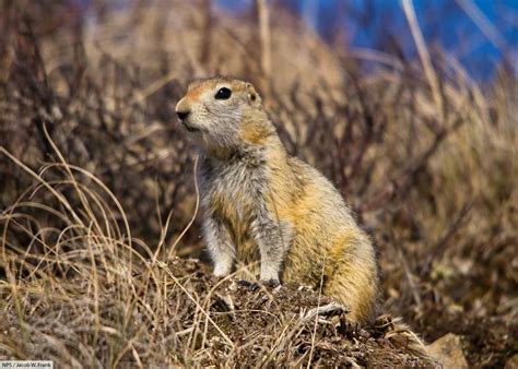 Arctic Ground Squirrel Facts, Pictures & Information: Longest Hibernation