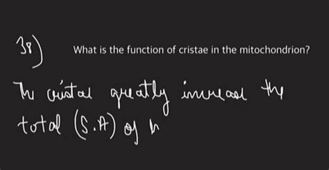 SOLVED:What is the function of cristae in the mitochondrion?