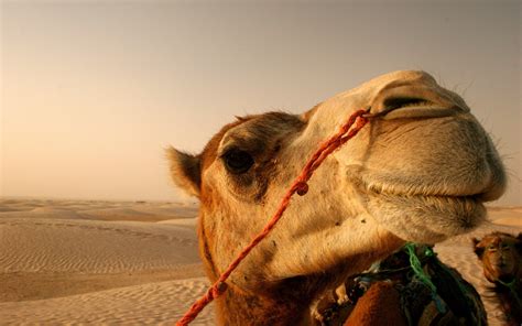 Wallpaper : landscape, animals, desert, camels, Sahara, fauna ...