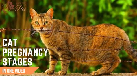 Cat Pregnancy Stages Week by Week | Understanding Your Cat's Labor ...