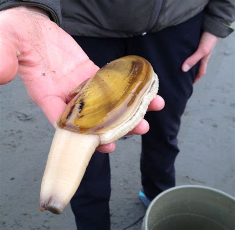 Clammed up: Digging for local, sustainable protein on a muddy beach | Grist