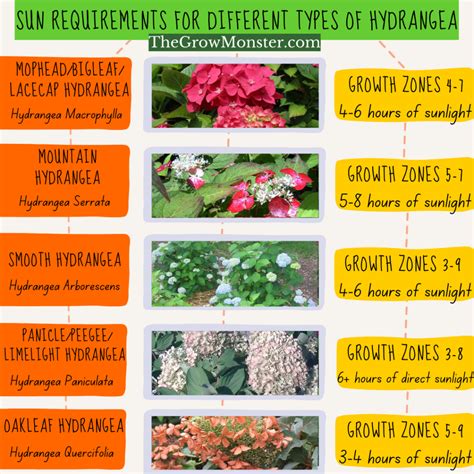 How Much Sun do Hydrangeas Need? - The Grow Monster