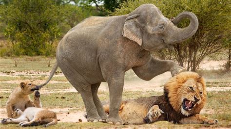 Pitiful! Painful Lioness ѕtгᴜɡɡɩed Under The Elephant's Weight Try To ...