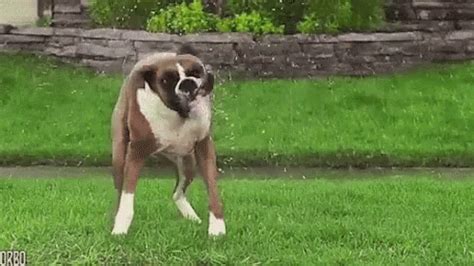 Dog Shake GIF - Dog Shake Wet - Discover & Share GIFs