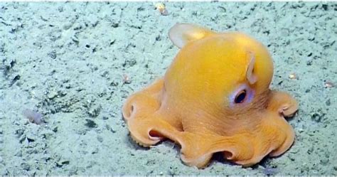 Rare "Dumbo" Octopus Shows Off For The Camera - Goodfullness