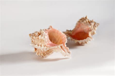 White-pink sea shells stock photo. Image of seashell - 116478388