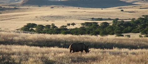 Black Rhino Facts, Habitat, Population in Wild, Conservation