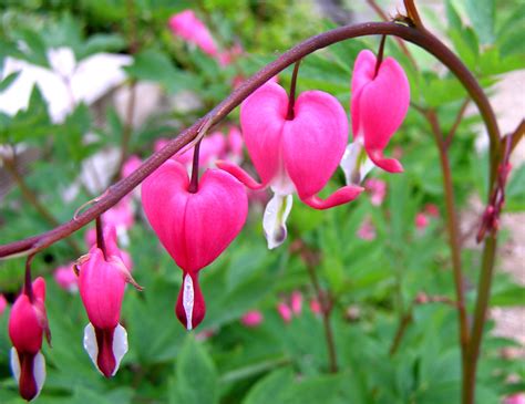 File:Bleeding heart flower shot.jpg