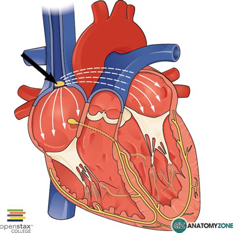 Sinoatrial Node - AnatomyZone