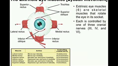 Extrinsic Eye Muscles Diagram