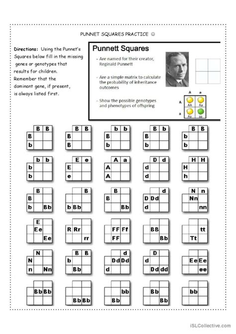 Practice Punnett Squares Worksheet With Answers - Worksheets For ...