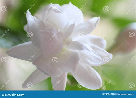 Jasmine or Mogara Flowers Closeup Stock Photo High Resolution Stock ...