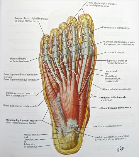 Medical Diagram Of Bottom Of Foot - Diagrams : Resume Template ...