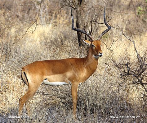 Antelope Impala Photos, Antelope Impala Images, Nature Wildlife ...