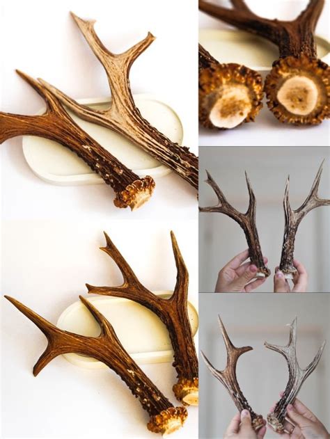 This is a great set of Roe deer antlers from East Europe - Latvia