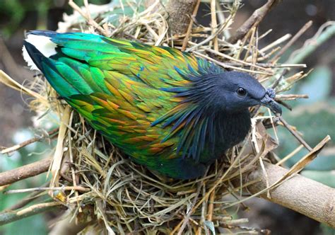 Andaman & Nicobar Islands Endemic Birds | Bubo Birding