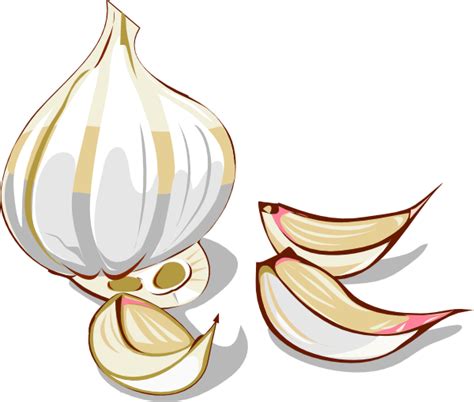 Garlic clip art Free Vector / 4Vector