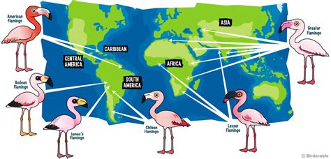 Image result for flamingo habitat map | Flamingo, Why are flamingos ...