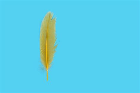 "Yellow Feather" Images – Browse 750 Stock Photos, Vectors, and Video ...