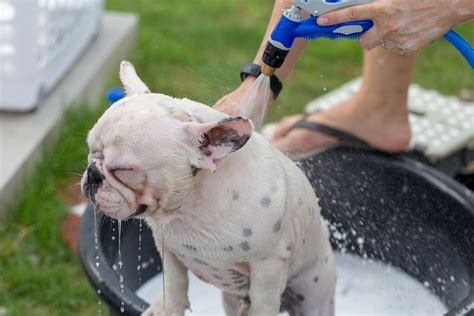 French Bulldog Grooming Tips, Tools, and Helpful Advice