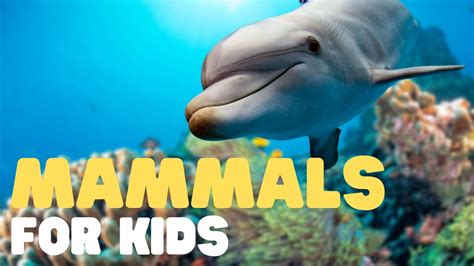 Mammals for Kids - Learn all about the unique characteristics of ...