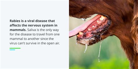 Rabies In Humans Symptoms