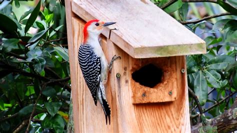 Backyard Birding....and Nature: Red Bellied Woodpecker Nest Box Inspection